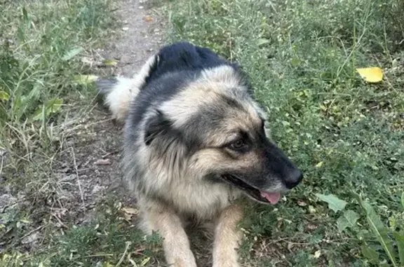 Найдена собака, ул. 64-й Армии, Волгоград