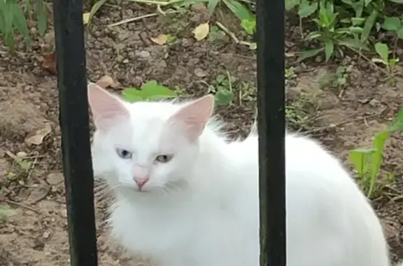 Найдена белая кошка с разными глазами, Троице-Сельцо