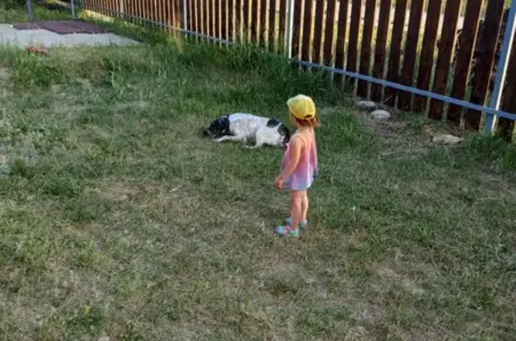 Собаки потеряшки, , фото: Потеряшка собака на Почтовой улице, Романовская