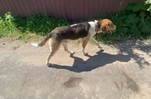 Найдена собака на Советской площади, Солнечногорск
