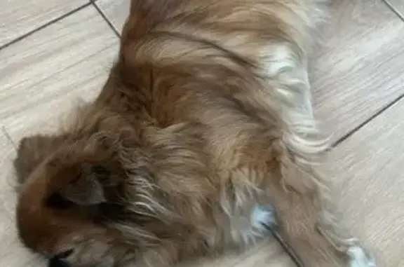 Пропала собака на Фабричной улице, Селятино