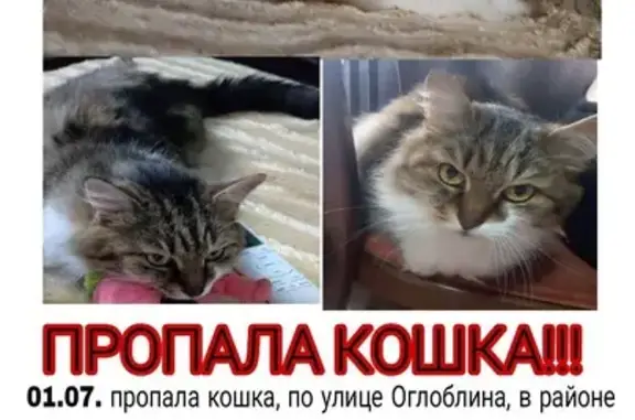 Пропала кошка, Арктики 10а, Донецк