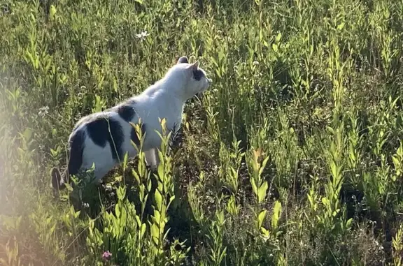 Найдена кошка на трассе А-119, Пяльма - photo