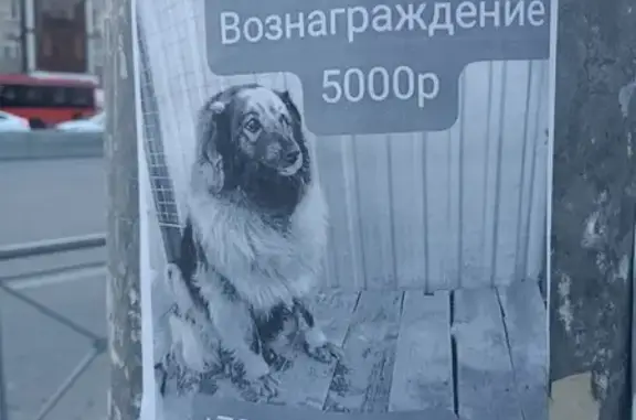 Пропала собака, ул. Назарбаева, Казань