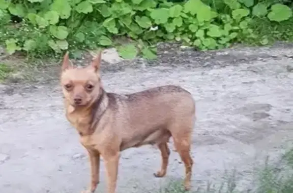 Собака найдена: ул. Куйбышева, 33, Пермь