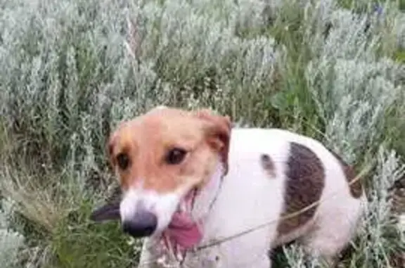 Собаки потеряшки, , фото: Потеряшка собака, Альметьевск, Татарстан