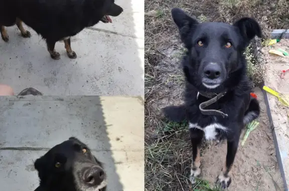 Собаки потеряшки, , фото: Потеряшка собака в СНТ Смородинка, звоните 89509696180