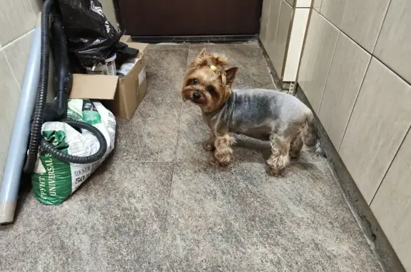 Найдена собака на малом бетонном кольце
