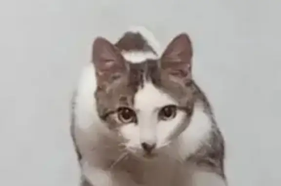 Кошки потеряшки, Сыктывкар, фото: Потеряшка кошка, Республика Коми