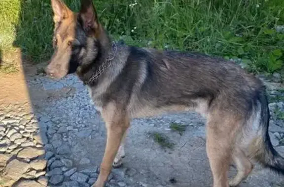 Собака найдена в Зайково на Балтыме