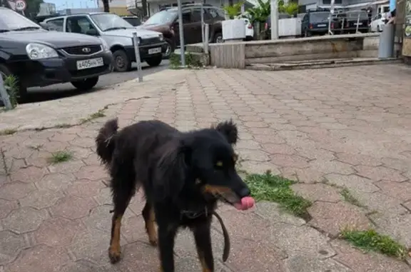 Найдена собака, Львовская ул. 38Б, Сочи