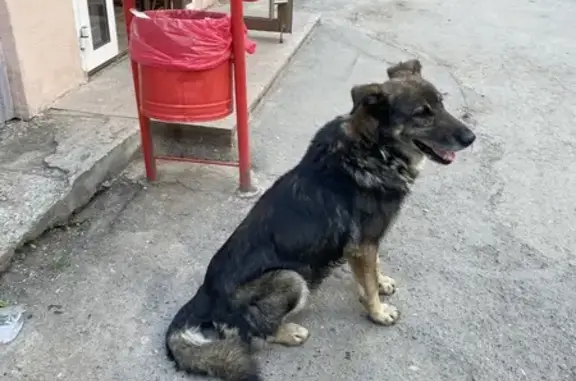Найдена собака, ул. Шевченко, 28, Екатеринбург