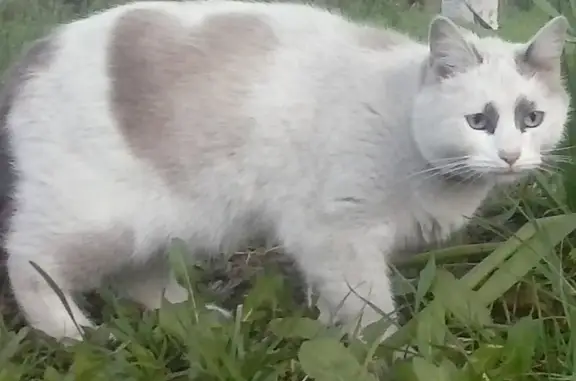 Пропала тайская кошка, ул. Менжинского, Москва
