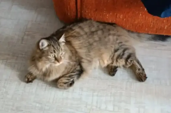 Пропала кошка, ул. Есенина, 10, Новосибирск