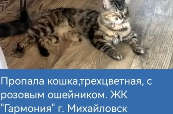 Пропала кошка, Ставропольский край