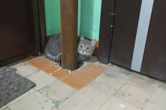 Найдена кошка, Шарыпово, мкр.3 д.3 подъезд 3
