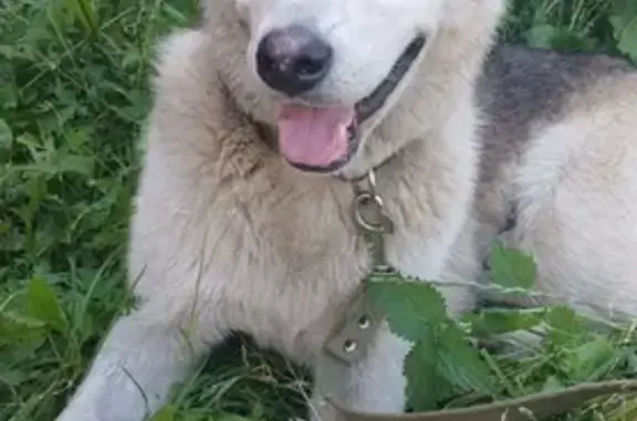 Найдена собака, Тамбов, фото: Найдена собака на улице Чичканова, Тамбов