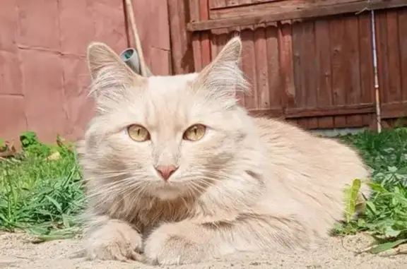 Пропал кот Рыжий, Борисоглебск, Воронежская обл.