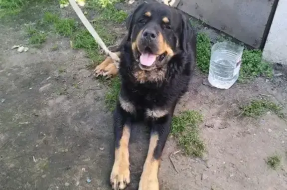 Найдена собака в СНТ Юбилейный, Пласкинино