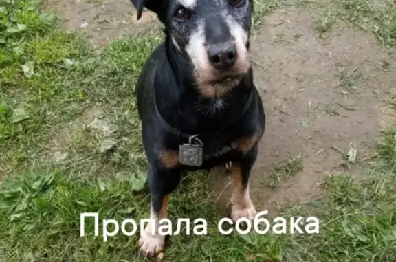 Пропала собака в Югском поселении, Вологда