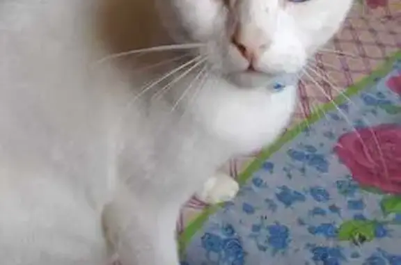 Кошки потеряшки, Чебоксарский муниципальный округ, фото: Потеряшка кошка у остановки Селиванкино, Чувашия