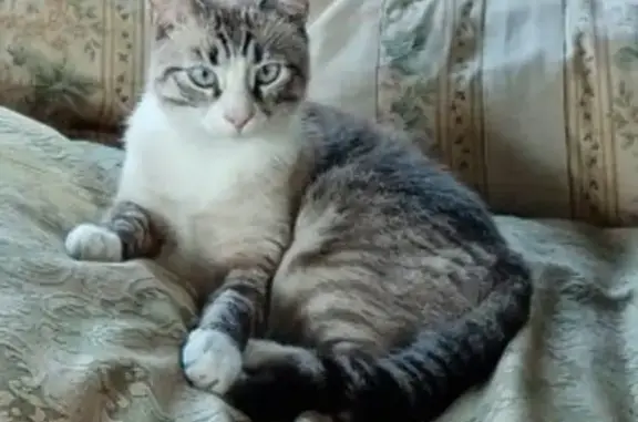 Кошки потеряшки, Морозовское, фото: Потеряшка котик на 1-й линии, Морозовское