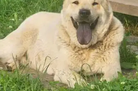 Найдена собака в Нижегородской области