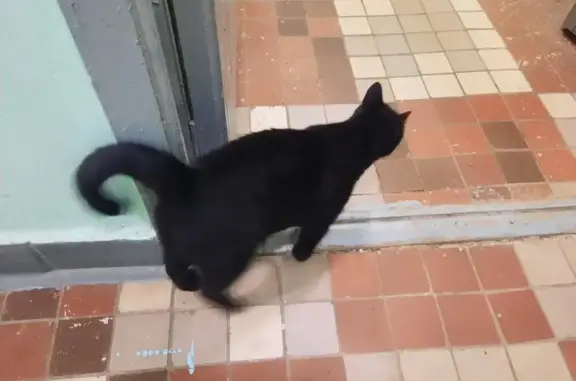 Найдена чёрная кошка, 3-й Лихачёвский пер., 1 к2