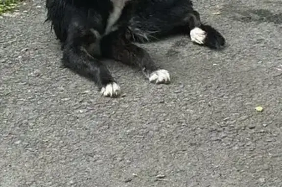 Найдена собака, ул. Гамарника, Владивосток
