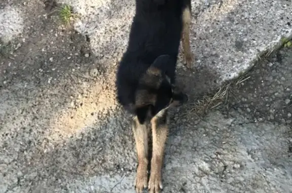 Найдена чёрная собака, Сылва, Пермский край