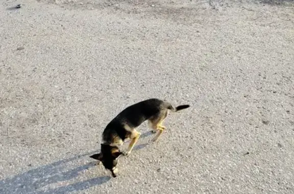 Найдена собака, Московская ул. 4, Обнинск
