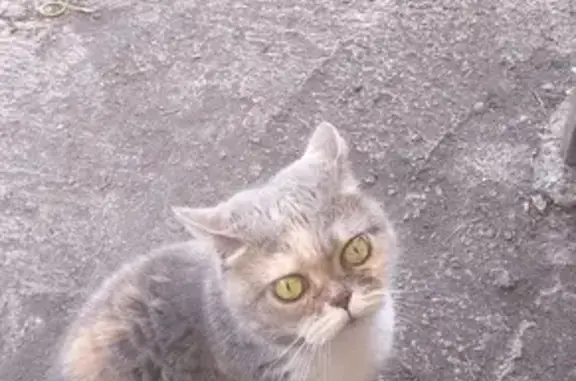 Пропала трёхцветная кошка, Челябинск