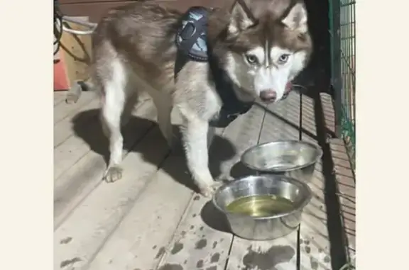 Найдена рыжая собака, Московская область