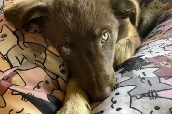 Объявления о пропавших и найденных животных, Журавская, фото: Найдена собака Милка, 03К-008, Журавская