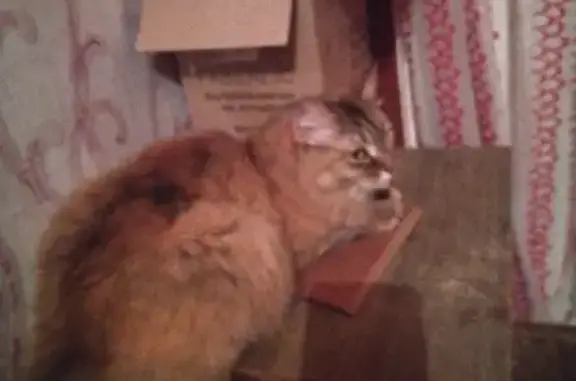 Пропала кошка в Красоте у озера Селигер