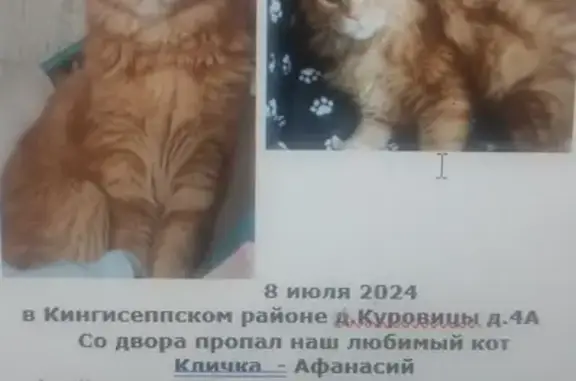 Кошки потеряшки, Большелуцкое, фото: Потеряшка кошка, Большелуцкое с/п, Ленобласть