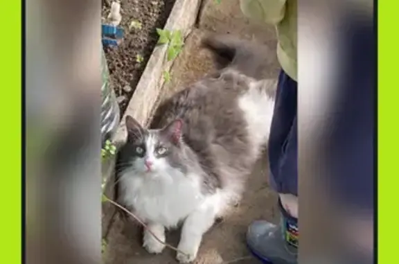 Кошки потеряшки, Санкт-Петербург, фото: Потеряшка кот Симба, Железноводская ул., СПб