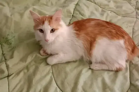 Кошки потеряшки, , фото: Потеряшка кошка, ул. Барамзиной, 62, Ижевск