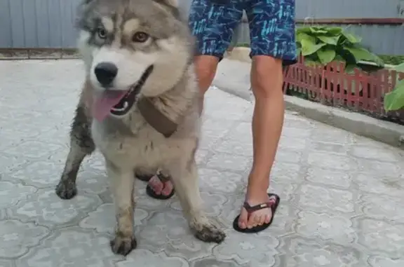Найдена собака, Центральная ул., Белгород