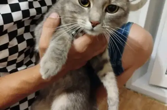 Найдена кошка, Железногорск, фото: Найдена кошка, Заводской проезд 1, Железногорск