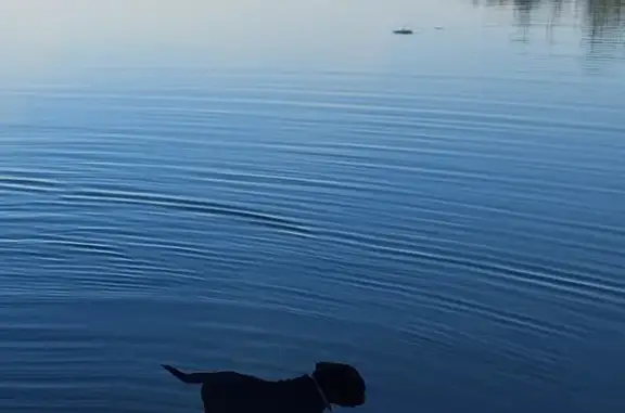 Собаки потеряшки, , фото: Потеряшка собака: Тюбукское с/п, узкоколейка