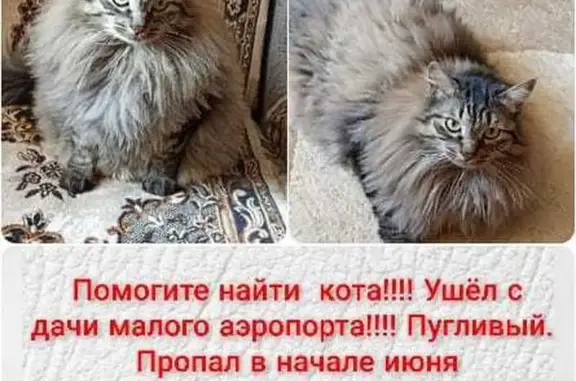Пропала кошка Барсик, Центральная 21, Хабаровск