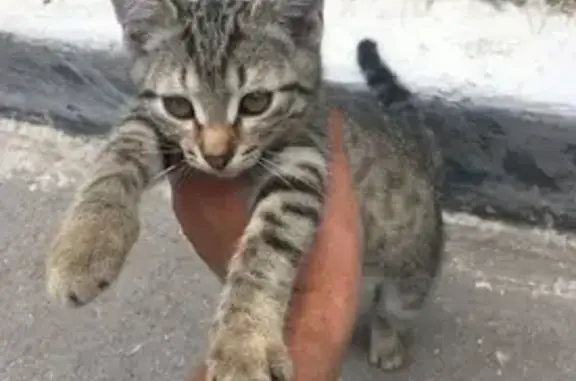 Найдена кошка у подъезда, Баныкина 6, Тольятти