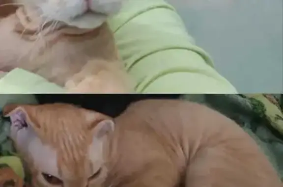 Кошки потеряшки, Таптыковский сельсовет, фото: Потеряшка кошка в Таптыковском, Башкортостан