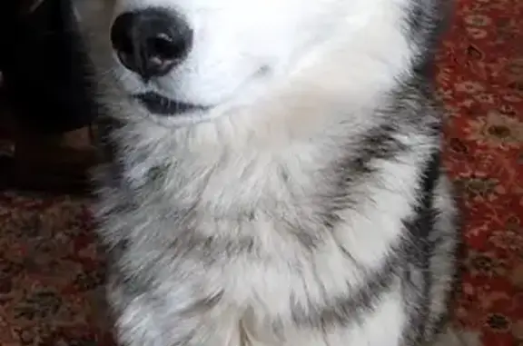 Пропала собака, Полдневая, ул. Урицкого, 56