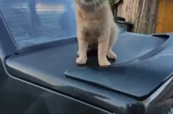 Найдена кошка, Улу-Теляк, фото: Найден кот, ул. Ленина, 19, Улу-Теляк