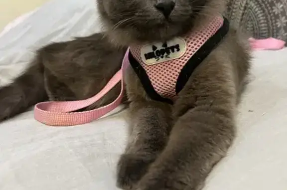 Кошки потеряшки, Кундышское, фото: Потеряшка кошка, Кундышское с/п, 9278787748