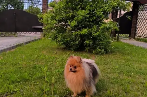 Пропала собака в Ново-Талицах, Иваново