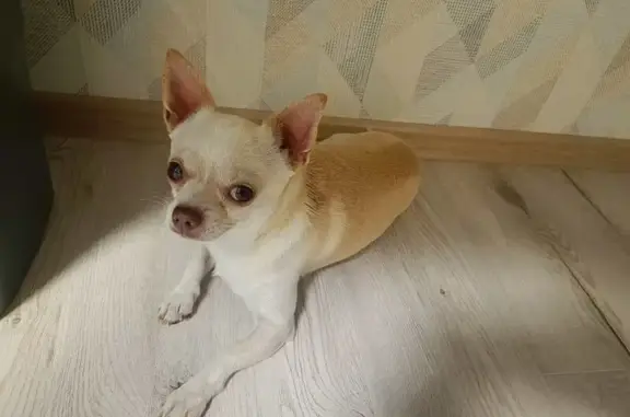 Найдена собака, Обшиярское с/п, 88Н-01020