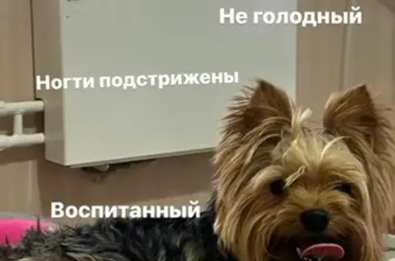 Найдена собака на Советской, 194, Тамбов